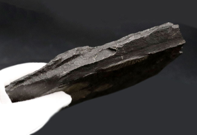 the・黒ジュラ!いかにも典型的なドイツ産のアンモナイト、ダクチリオセラス(Dactylioceras)のマルチプレート(その8)