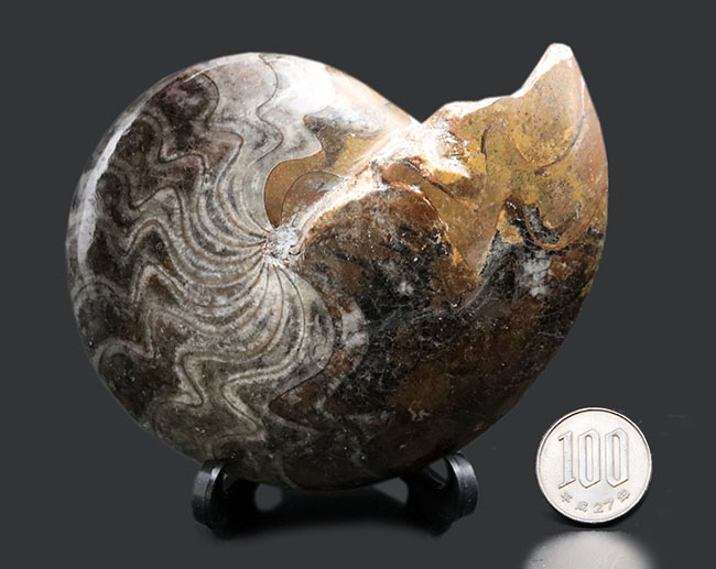 見事なジグザグ模様をご堪能ください！ホールタイプ初期型のアンモナイト、ゴニアタイト（Goniatite）の化石（その10）