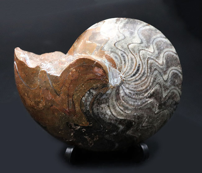 見事なジグザグ模様をご堪能ください！ホールタイプ初期型のアンモナイト、ゴニアタイト（Goniatite）の化石（その2）