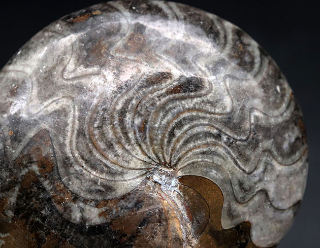 見事なジグザグ模様をご堪能ください！ホールタイプ初期型のアンモナイト、ゴニアタイト（Goniatite）の化石（その3）