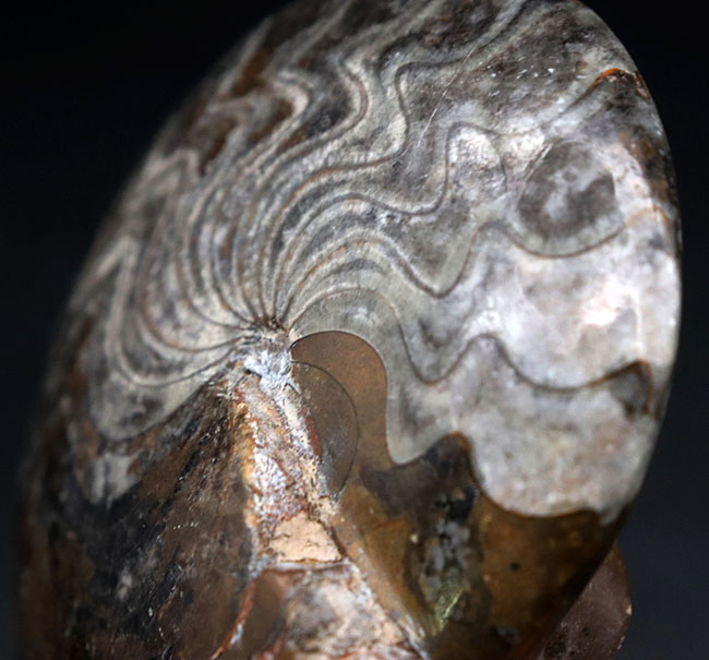 見事なジグザグ模様をご堪能ください！ホールタイプ初期型のアンモナイト、ゴニアタイト（Goniatite）の化石（その4）