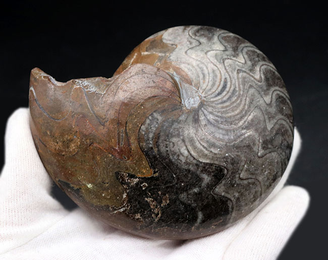 見事なジグザグ模様をご堪能ください！ホールタイプ初期型のアンモナイト、ゴニアタイト（Goniatite）の化石（その6）