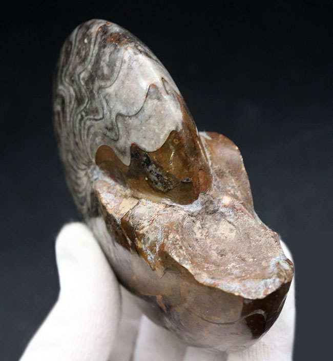 見事なジグザグ模様をご堪能ください！ホールタイプ初期型のアンモナイト、ゴニアタイト（Goniatite）の化石（その7）