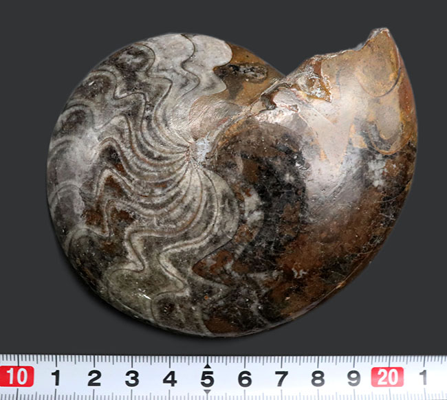 見事なジグザグ模様をご堪能ください！ホールタイプ初期型のアンモナイト、ゴニアタイト（Goniatite）の化石（その9）
