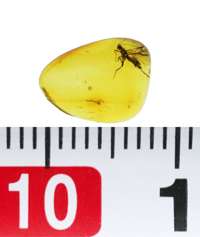 ぜひ高倍率のルーペを片手にお楽しみください!ハチ目の虫を内包したバルト海産の琥珀(Amber)(その10)