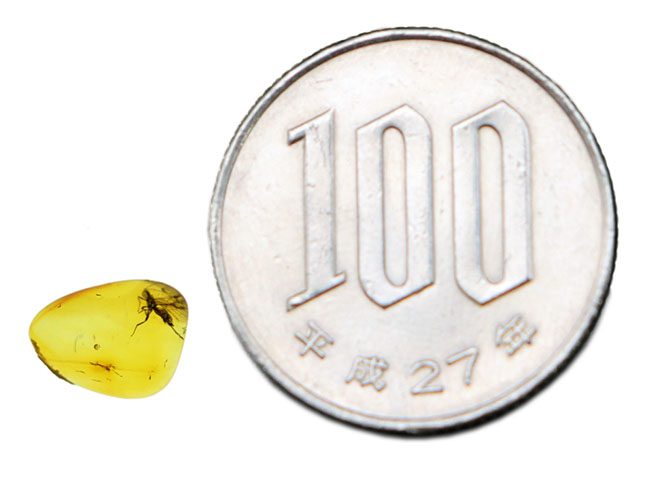 ぜひ高倍率のルーペを片手にお楽しみください!ハチ目の虫を内包したバルト海産の琥珀(Amber)(その11)