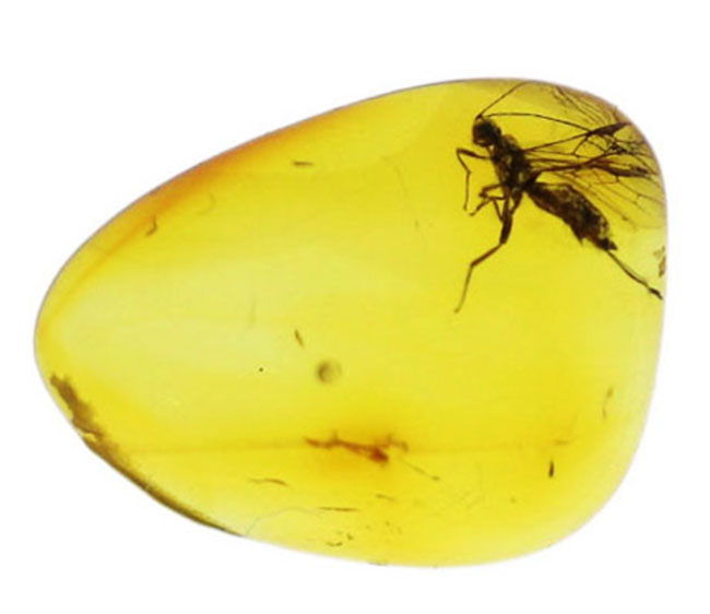 ぜひ高倍率のルーペを片手にお楽しみください!ハチ目の虫を内包したバルト海産の琥珀(Amber)(その2)