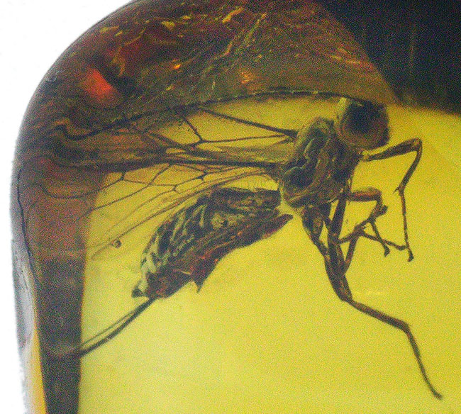 ぜひ高倍率のルーペを片手にお楽しみください!ハチ目の虫を内包したバルト海産の琥珀(Amber)(その3)