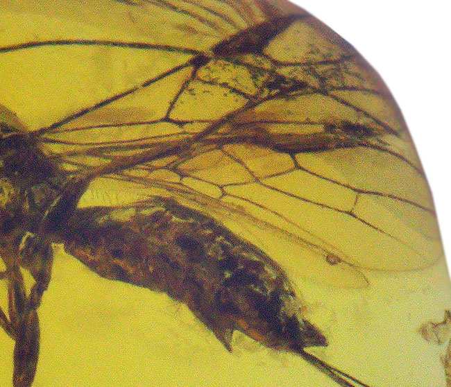 ぜひ高倍率のルーペを片手にお楽しみください!ハチ目の虫を内包したバルト海産の琥珀(Amber)(その5)