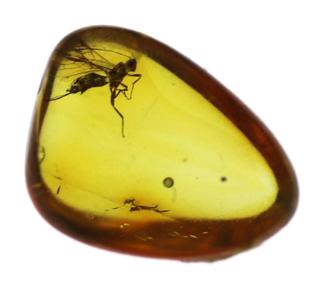 ぜひ高倍率のルーペを片手にお楽しみください!ハチ目の虫を内包したバルト海産の琥珀(Amber)(その6)