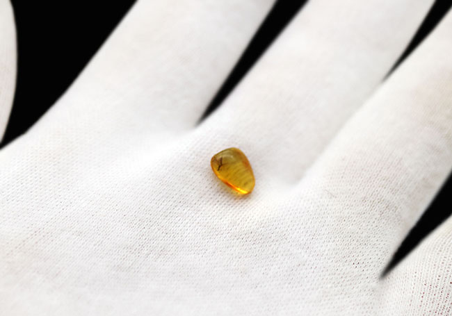 ぜひ高倍率のルーペを片手にお楽しみください!ハチ目の虫を内包したバルト海産の琥珀(Amber)(その7)