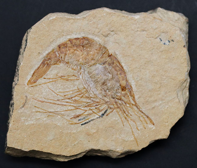 保存状態良好、美しい石灰岩の中に佇む、レバノン産白亜紀のエビ(Carpopenaeus)の化石(その2)
