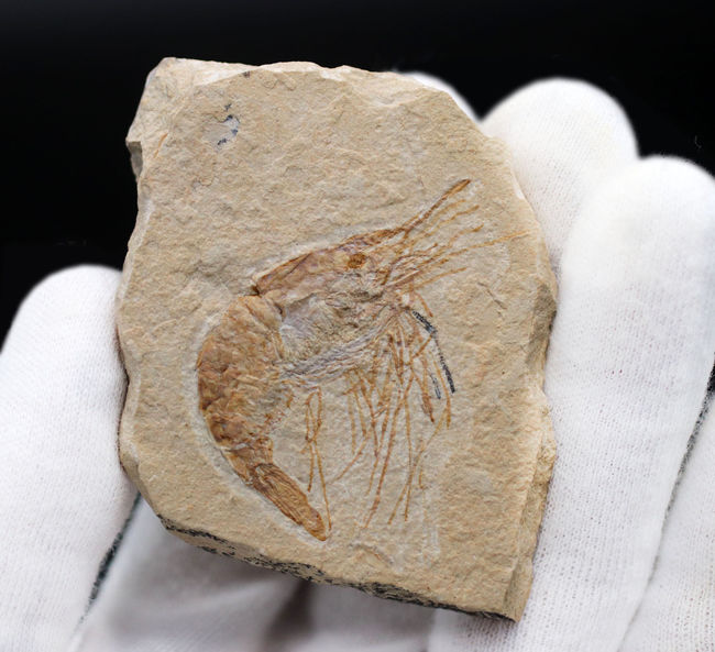保存状態良好、美しい石灰岩の中に佇む、レバノン産白亜紀のエビ（Carpopenaeus）の化石（その3）