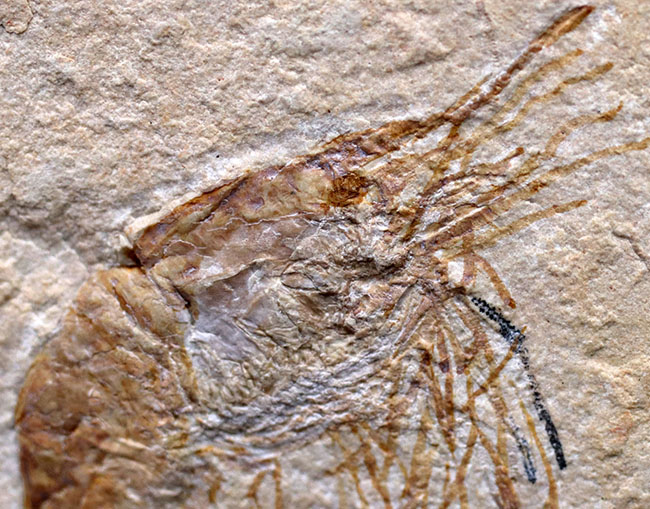 保存状態良好、美しい石灰岩の中に佇む、レバノン産白亜紀のエビ（Carpopenaeus）の化石（その4）
