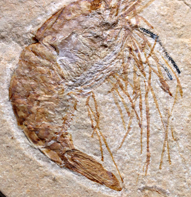 保存状態良好、美しい石灰岩の中に佇む、レバノン産白亜紀のエビ（Carpopenaeus）の化石（その5）