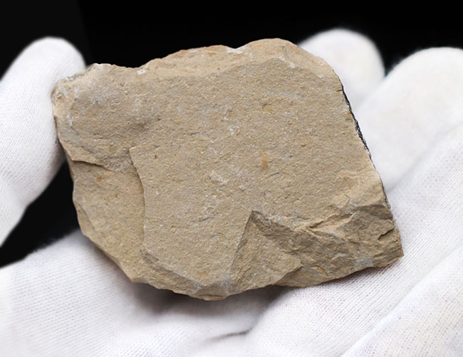 保存状態良好、美しい石灰岩の中に佇む、レバノン産白亜紀のエビ(Carpopenaeus)の化石(その6)