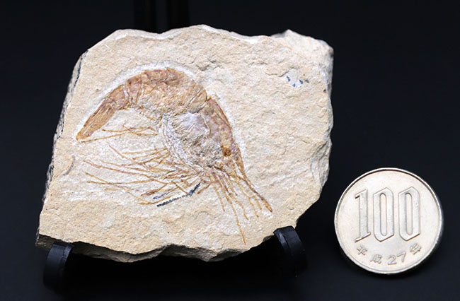 保存状態良好、美しい石灰岩の中に佇む、レバノン産白亜紀のエビ（Carpopenaeus）の化石（その7）