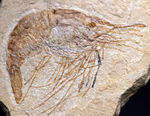 保存状態良好、美しい石灰岩の中に佇む、レバノン産白亜紀のエビ（Carpopenaeus）の化石
