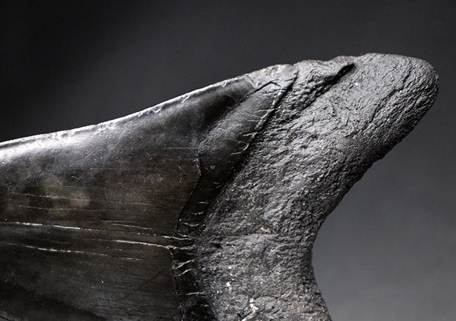 均整の取れた非常に美しいフォルムにご注目!人気のメガロドン(Carcharodon megalodon)の歯化石(その10)