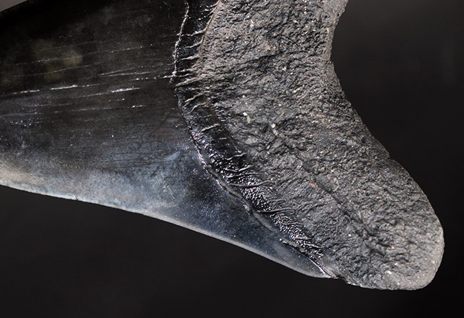 均整の取れた非常に美しいフォルムにご注目!人気のメガロドン(Carcharodon megalodon)の歯化石(その11)