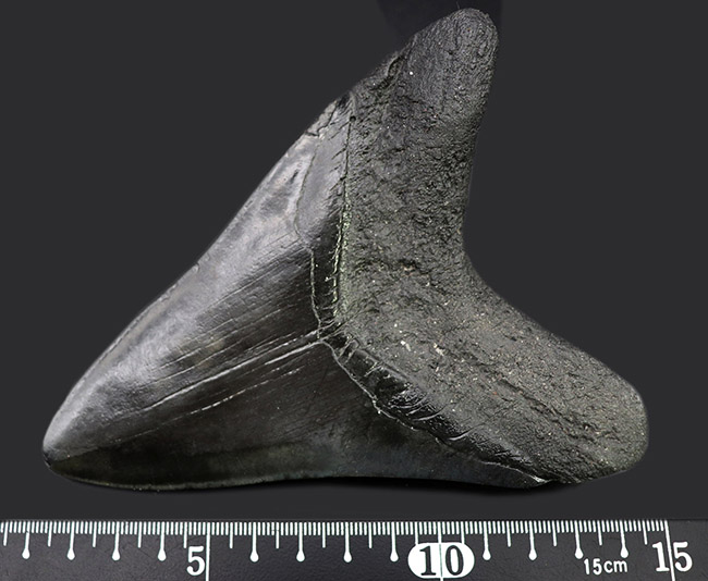 均整の取れた非常に美しいフォルムにご注目！人気のメガロドン（Carcharodon megalodon）の歯化石（その12）