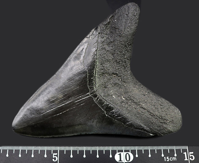 均整の取れた非常に美しいフォルムにご注目!人気のメガロドン(Carcharodon megalodon)の歯化石(その12)