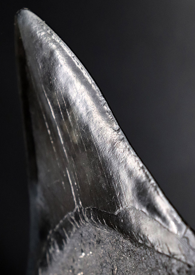 均整の取れた非常に美しいフォルムにご注目!人気のメガロドン(Carcharodon megalodon)の歯化石(その2)