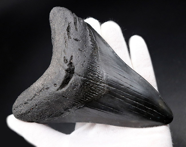 均整の取れた非常に美しいフォルムにご注目!人気のメガロドン(Carcharodon megalodon)の歯化石(その3)