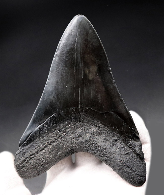 均整の取れた非常に美しいフォルムにご注目!人気のメガロドン(Carcharodon megalodon)の歯化石(その4)