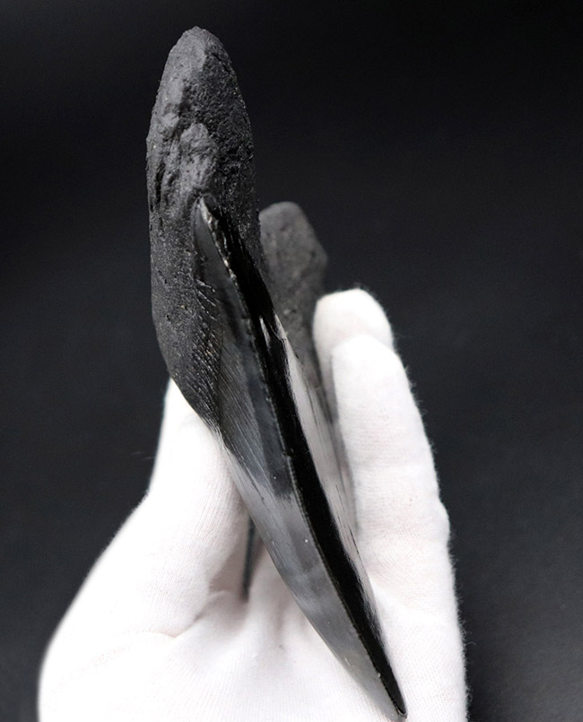 均整の取れた非常に美しいフォルムにご注目!人気のメガロドン(Carcharodon megalodon)の歯化石(その5)
