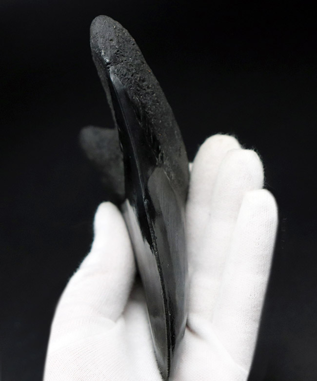 均整の取れた非常に美しいフォルムにご注目!人気のメガロドン(Carcharodon megalodon)の歯化石(その7)