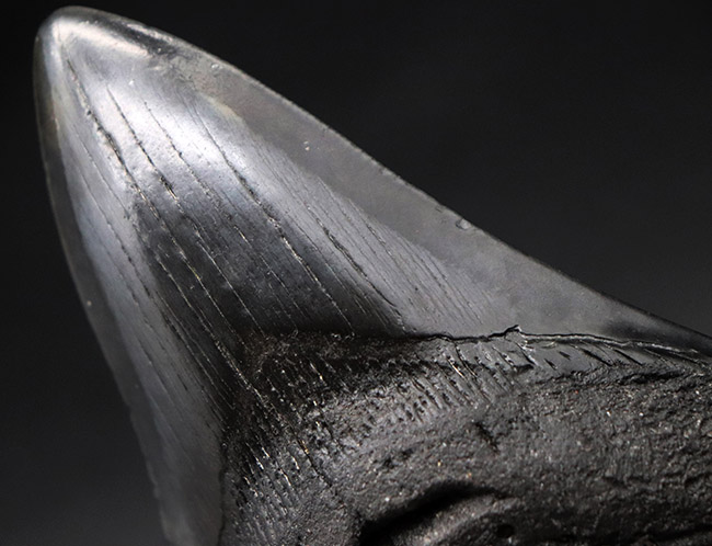 均整の取れた非常に美しいフォルムにご注目!人気のメガロドン(Carcharodon megalodon)の歯化石(その8)