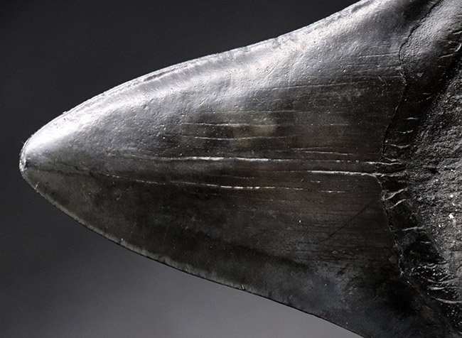 均整の取れた非常に美しいフォルムにご注目!人気のメガロドン(Carcharodon megalodon)の歯化石(その9)