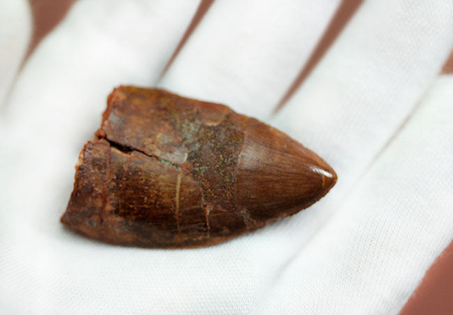 いかにも典型！数字以上の迫力を備えた、アフリカのティラノサウルス