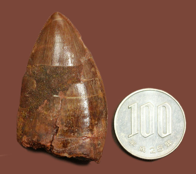 いかにも典型！数字以上の迫力を備えた、アフリカのティラノサウルス