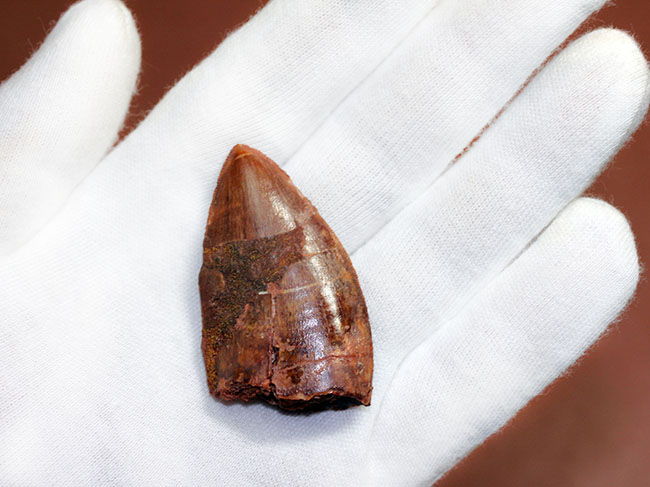 いかにも典型！数字以上の迫力を備えた、アフリカのティラノサウルス