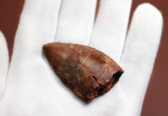 漆黒のカルカロドントサウルスの歯　化石　恐竜　ティラノサウルス 漆黒のカルカロドントサウルスの歯 化石 恐竜 ティラノサウルス