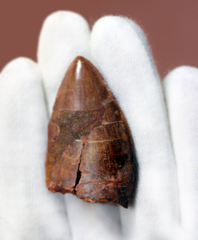 いかにも典型！数字以上の迫力を備えた、アフリカのティラノサウルス