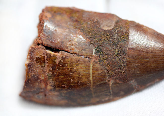 いかにも典型！数字以上の迫力を備えた、アフリカのティラノサウルス