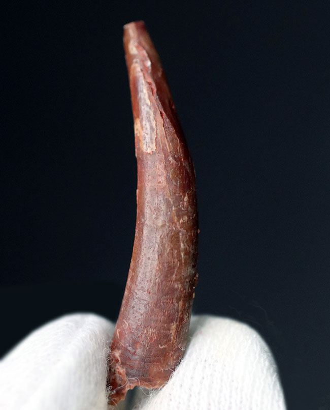 細長く鋭い形が特徴的な白亜紀の翼竜、シロッコプテリクス(Siroccopteryx moroccensis)の歯化石(その1)