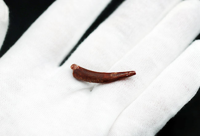 細長く鋭い形が特徴的な白亜紀の翼竜、シロッコプテリクス(Siroccopteryx moroccensis)の歯化石(その2)