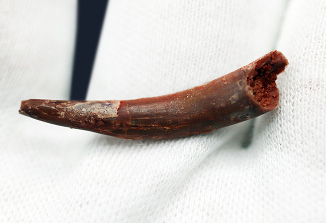細長く鋭い形が特徴的な白亜紀の翼竜、シロッコプテリクス(Siroccopteryx moroccensis)の歯化石(その3)