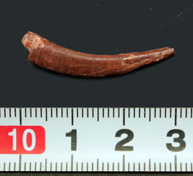 細長く鋭い形が特徴的な白亜紀の翼竜、シロッコプテリクス(Siroccopteryx moroccensis)の歯化石(その5)