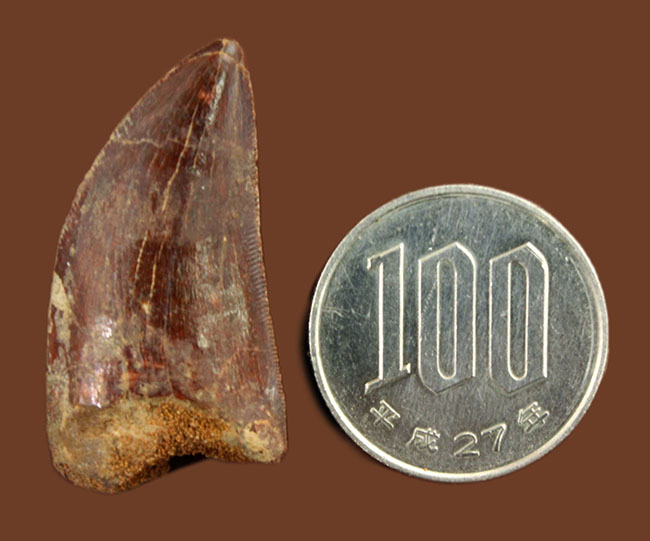リーズナブルプライス！カルカロドントサウルスの歯化石がこの価格で。（その10）