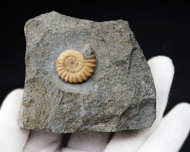 イングランド産 アンモナイト アステロセラス 母岩付き化石 採取カード付き 鉱石 オンライン ショッピング家具・インテリア - イングランド産