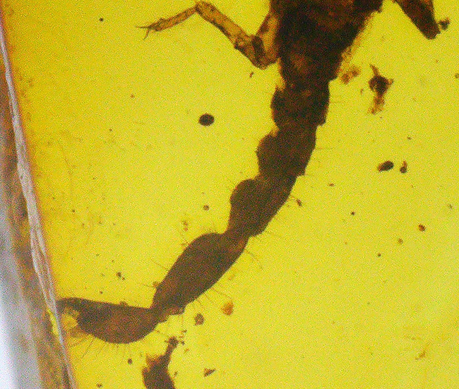 琥珀ファン悶絶の逸品！その希少性、計測不能・・・化石セブン史上初の