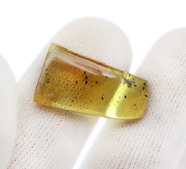 琥珀ファン悶絶の逸品!その希少性、計測不能・・・化石セブン史上初のサソリ入り琥珀! 約1億年前の琥珀「バーマイト(Burmite)(その7)