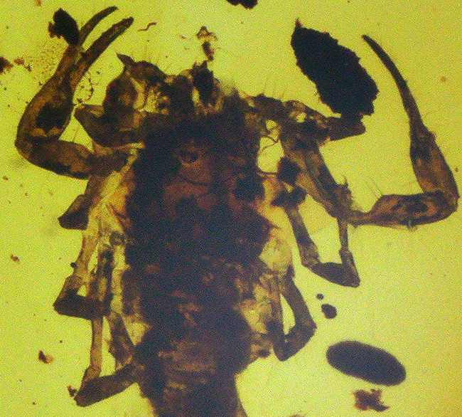 琥珀ファン悶絶の逸品！その希少性、計測不能・・・化石セブン史上初の