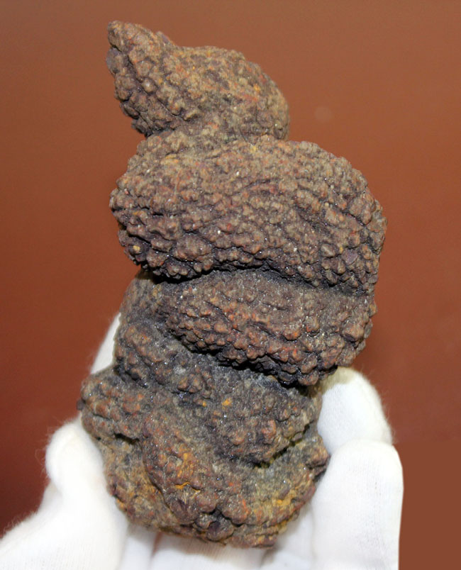 ザ・糞というべき、見事なフォルムをしたマダガスカル産の海生爬虫類の糞と思しき化石（Coprolite）（その1）