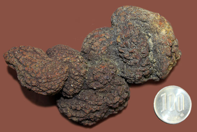 ザ・糞というべき、見事なフォルムをしたマダガスカル産の海生爬虫類の糞と思しき化石（Coprolite）（その11）